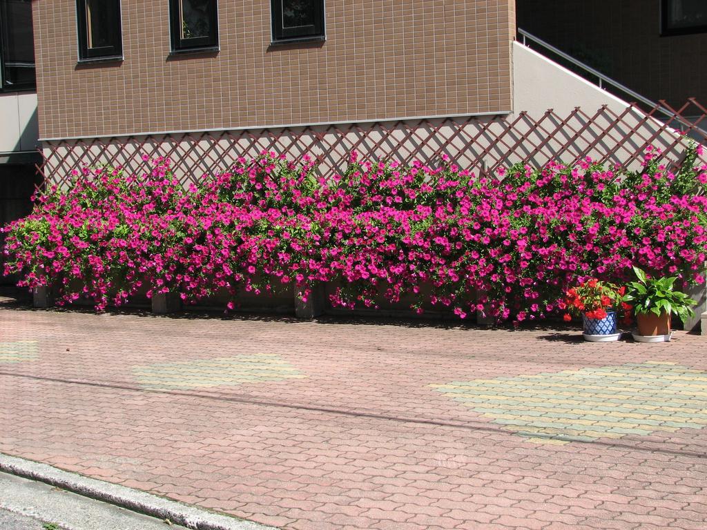 Hakuba Glad Inn Ebisuya Esterno foto