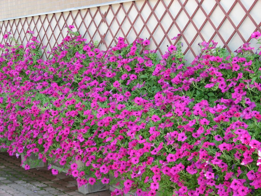 Hakuba Glad Inn Ebisuya Esterno foto
